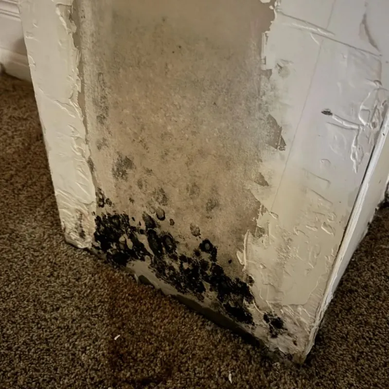 Professional Mold Removal in Hooker County, NE